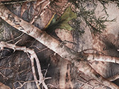 Camo Tree