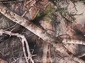 Camo Tree