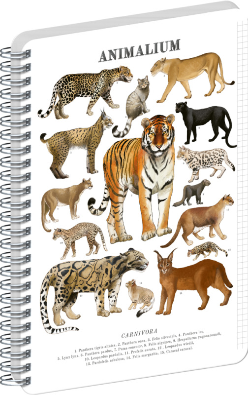 NOTIQUE Špirálový blok Animalium – Mačkovité šelmy, štvorčekovaný, A4