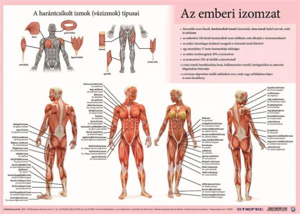 Podložka na stôl, A3, STIEFEL "Az emberi vázizomzat/érzékszervek - Svaly tela/ Zmyslové or 1