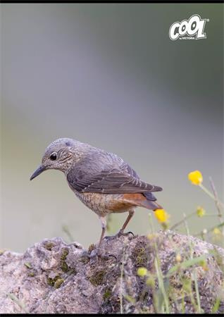Zošit, A4, linajkový, 80 listov, COOL BY VICTORIA "Birds" 1