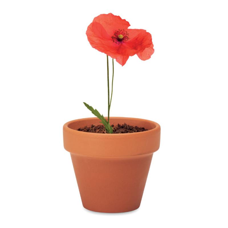 RED POPPY 3