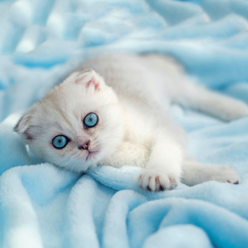 NOTIQUE Grid calendar Kittens 2027, 30 x 30 cm 2