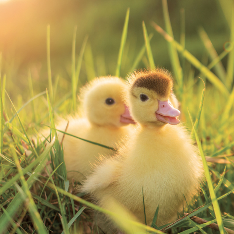 NOTIQUE Grid calendar Animal Cuties 2027, 30 x 30 cm 5