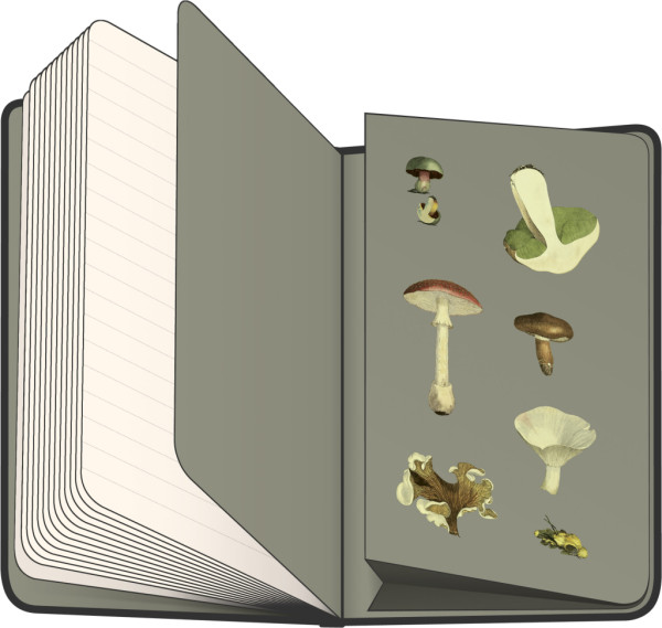 NOTIQUE Notes Bylinky Kateřiny Winterové, linajkovaný, 13 x 21 cm 3