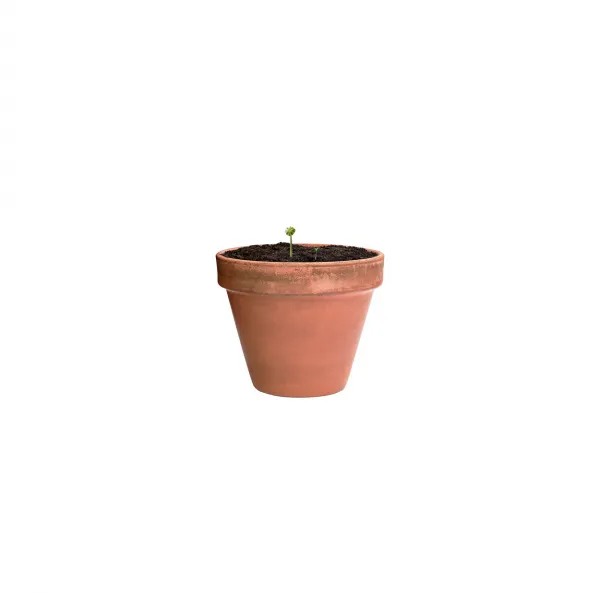 Mussox seed ball 3