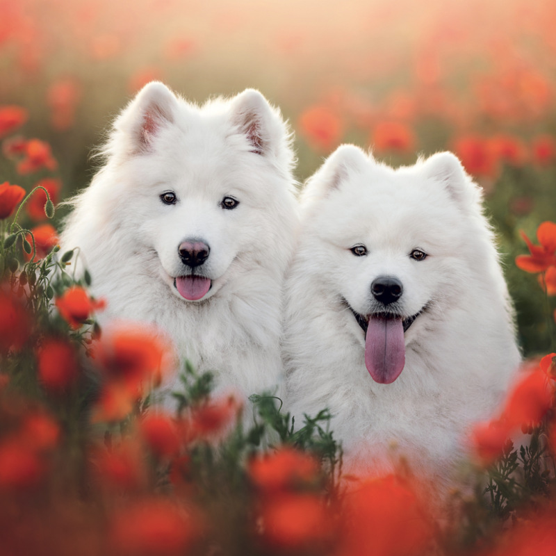 NOTIQUE Grid calendar Dogs 2027, 30 x 30 cm 6