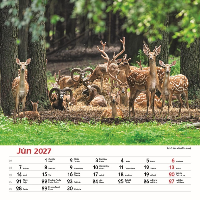 Nástenný kalendár Les a jeho príbehy 2027 7