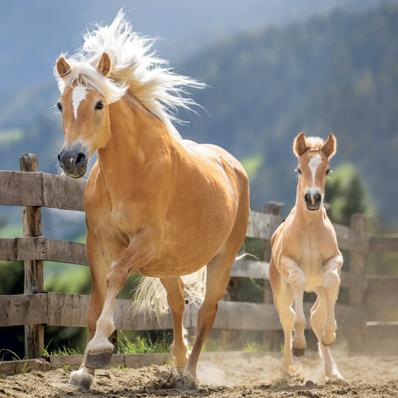NOTIQUE Grid calendar Horses – Christiane Slawik 2027, 30 x 30 cm 3