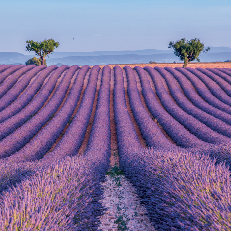 NOTIQUE Poznámkový kalendár Provence 2027, 30 x 30 cm 8
