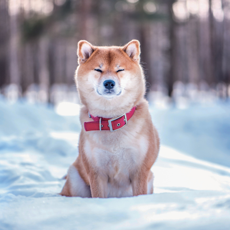 NOTIQUE Grid calendar Happy Doge 2027, 30 x 30 cm 13