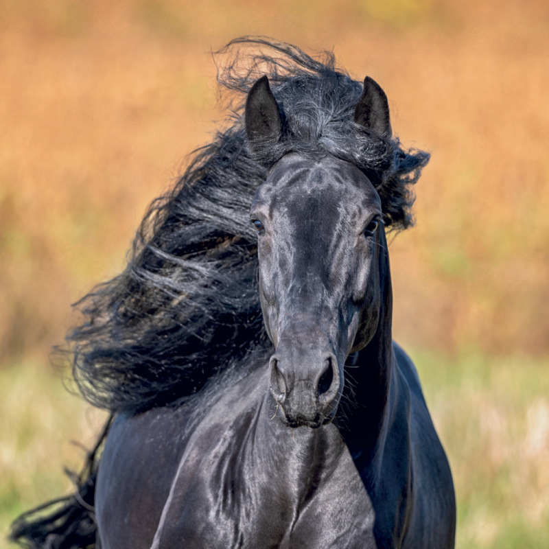 NOTIQUE Grid calendar Horses – Christiane Slawik 2027, 30 x 30 cm 11