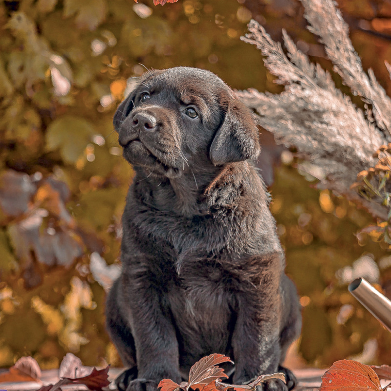 NOTIQUE Grid calendar Puppies 2027, 30 x 30 cm 12