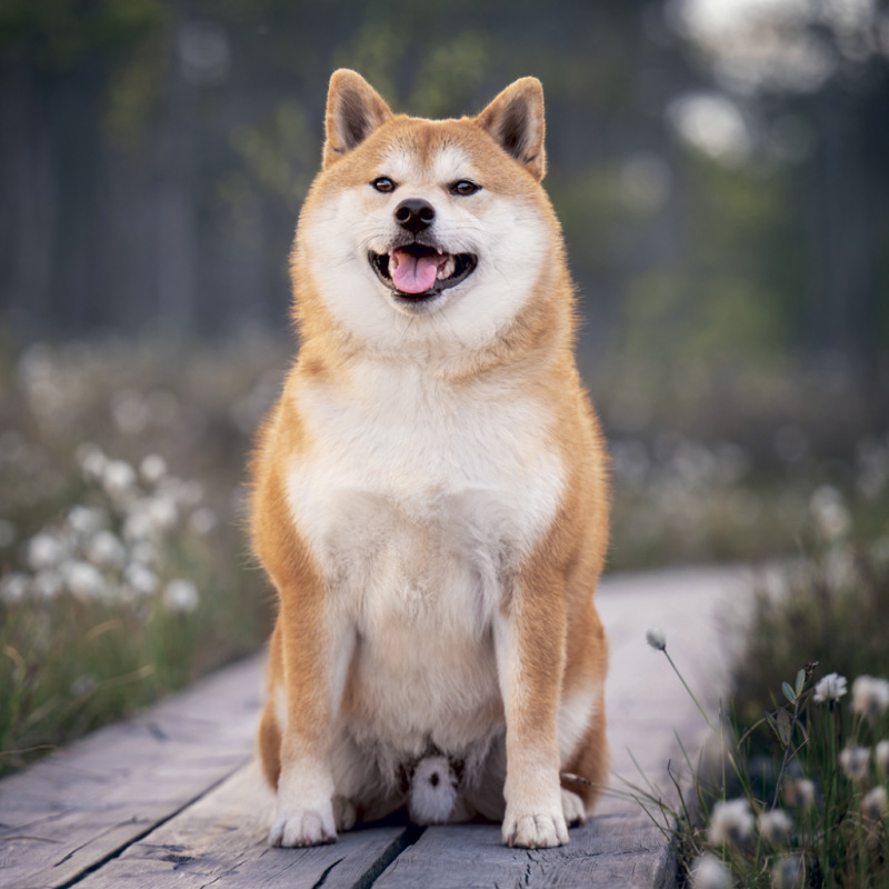 NOTIQUE Grid calendar Happy Doge 2027, 30 x 30 cm 5