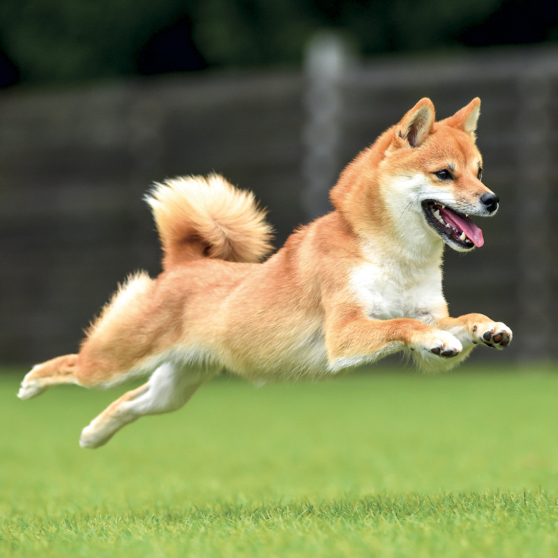 NOTIQUE Grid calendar Happy Doge 2027, 30 x 30 cm 10