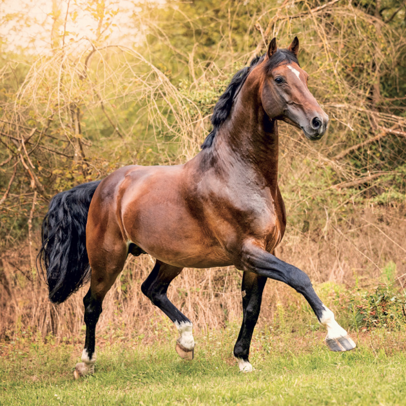 NOTIQUE Grid calendar Horses – Christiane Slawik 2027, 30 x 30 cm 12