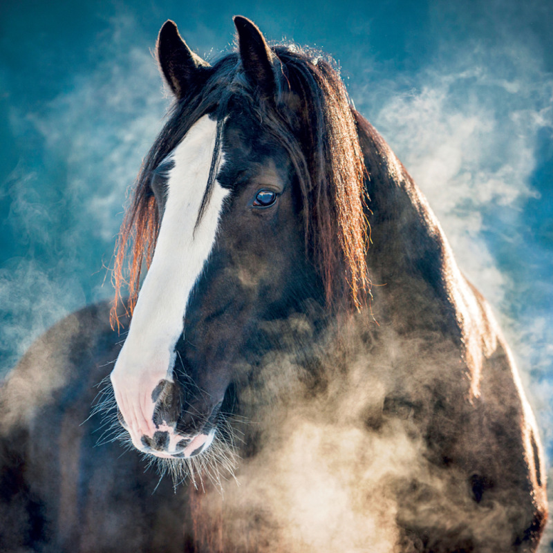 NOTIQUE Grid calendar Horses – Christiane Slawik 2027, 30 x 30 cm 13