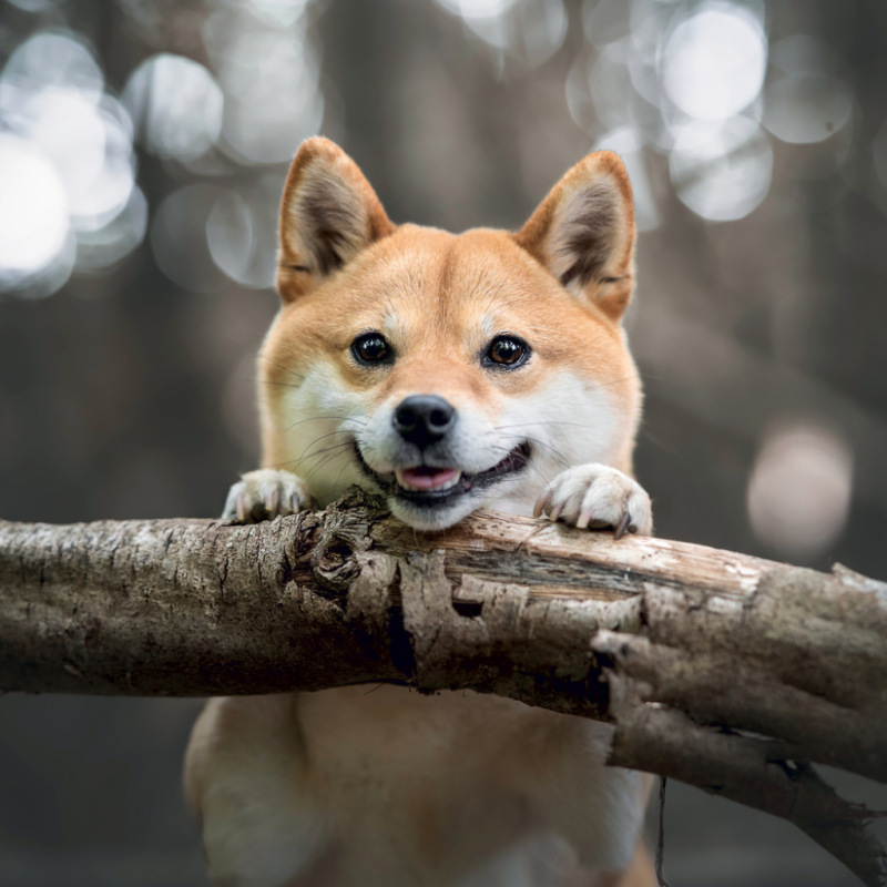 NOTIQUE Grid calendar Happy Doge 2027, 30 x 30 cm 3