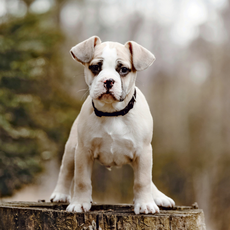NOTIQUE Grid calendar Puppies 2027, 30 x 30 cm 2