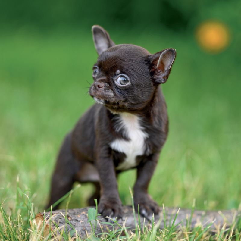 NOTIQUE Grid calendar Puppies 2027, 30 x 30 cm 7