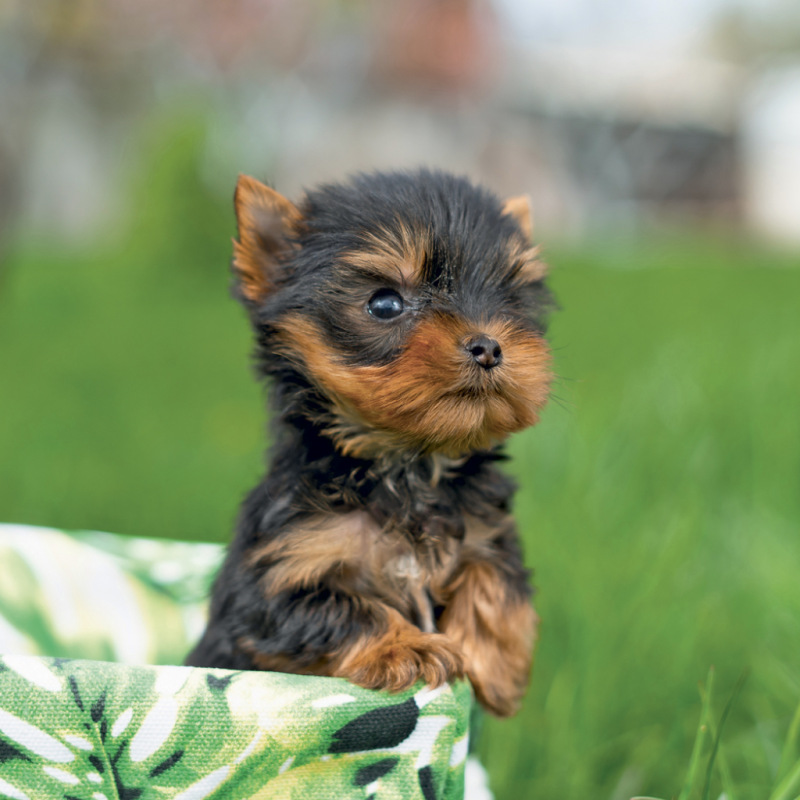 NOTIQUE Grid calendar Puppies 2027, 30 x 30 cm 9