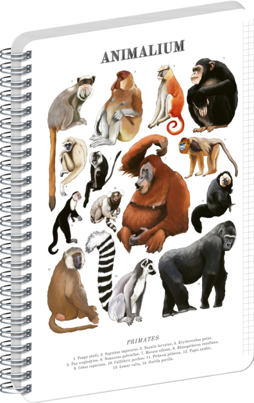 NOTIQUE Špirálový blok Animalium – Primáty, štvorčekovaný, A4