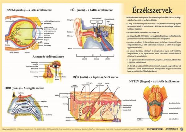 Podložka na stôl, A3, STIEFEL "Az emberi vázizomzat/érzékszervek - Svaly tela/ Zmyslové or 2