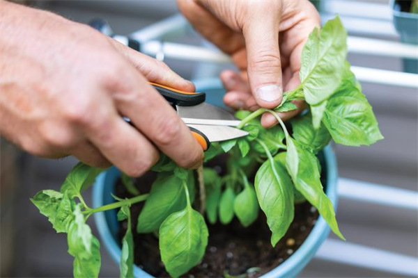 Nožnice na bylinky, FISKARS "Solid™ SP220" 3