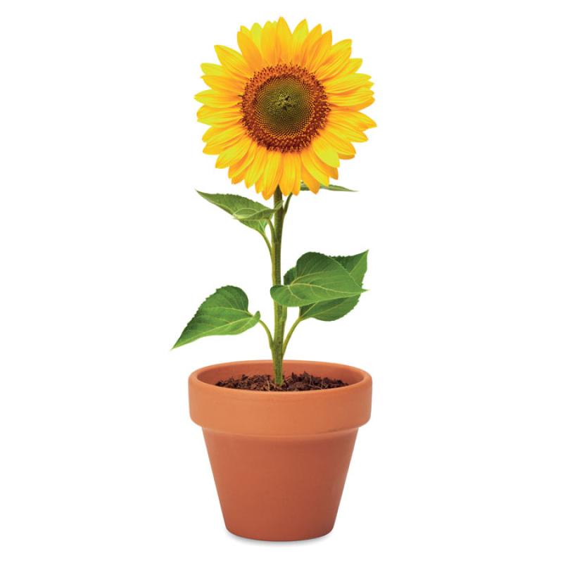 SUNFLOWER 4