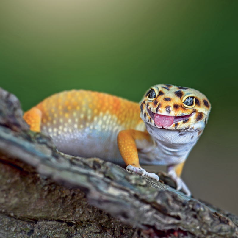 NOTIQUE Grid calendar Lizards 2027, 30 x 30 cm 11