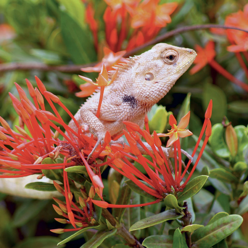 NOTIQUE Grid calendar Lizards 2027, 30 x 30 cm 6