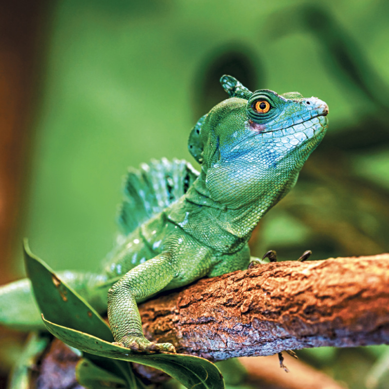 NOTIQUE Grid calendar Lizards 2027, 30 x 30 cm 10