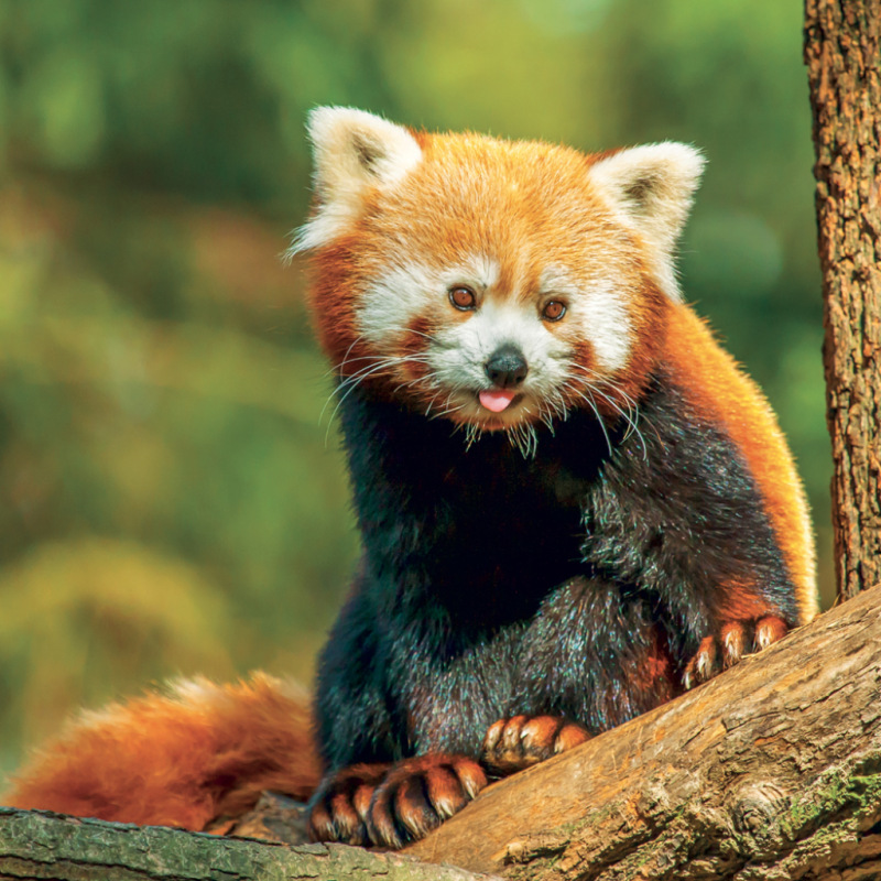 NOTIQUE Grid calendar Pandas 2027, 30 x 30 cm 6