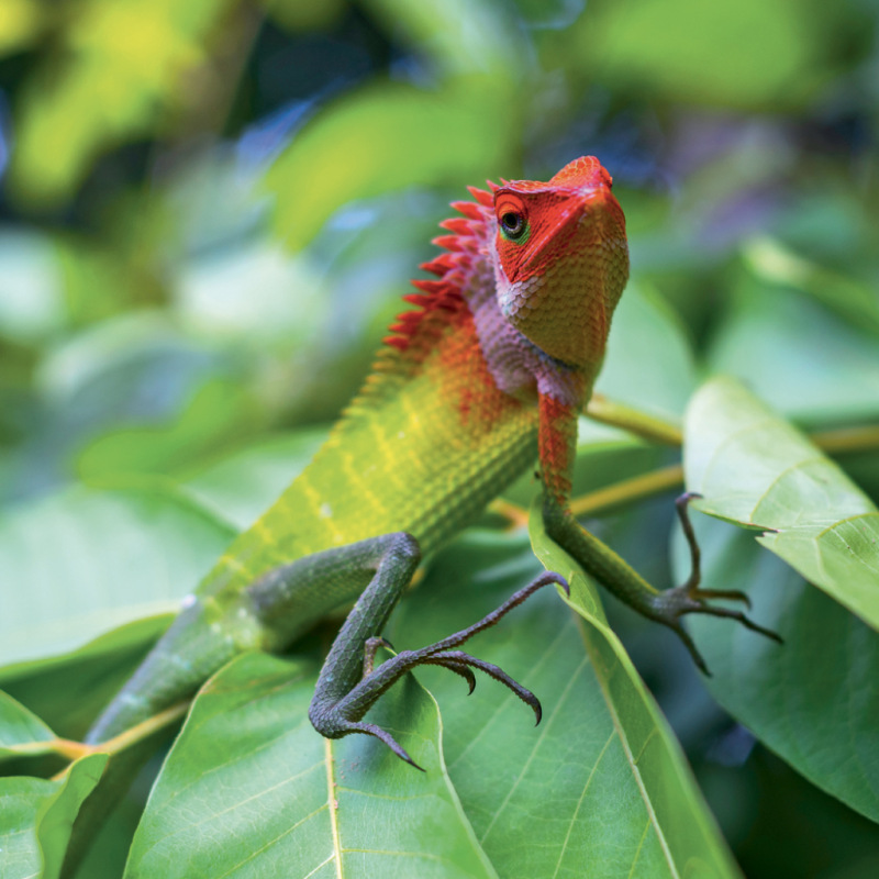 NOTIQUE Grid calendar Lizards 2027, 30 x 30 cm 12