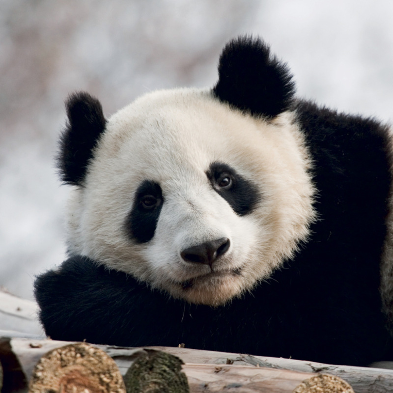 NOTIQUE Grid calendar Pandas 2027, 30 x 30 cm 2