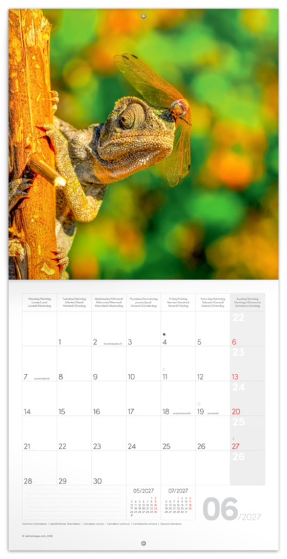 NOTIQUE Grid calendar Lizards 2027, 30 x 30 cm 1