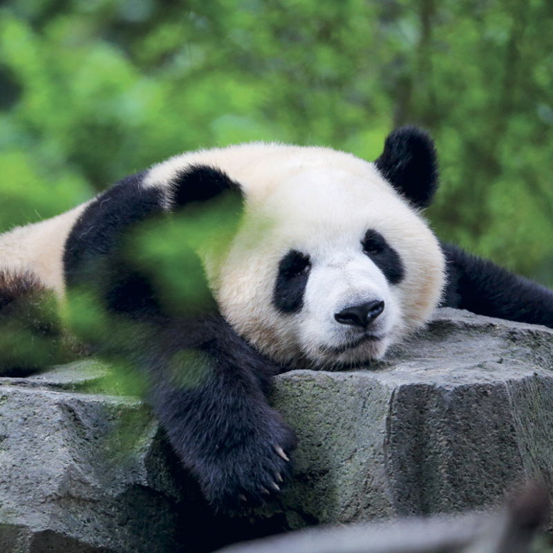 NOTIQUE Grid calendar Pandas 2027, 30 x 30 cm 4