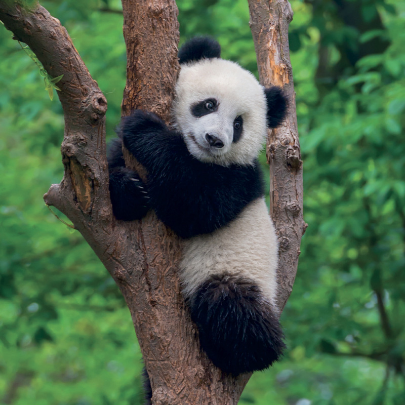 NOTIQUE Grid calendar Pandas 2027, 30 x 30 cm 7