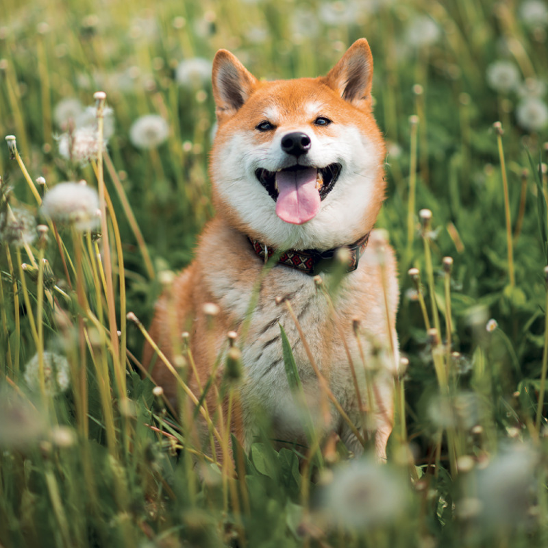 NOTIQUE Poznámkový kalendár Happy Doge 2027, 30 x 30 cm 7