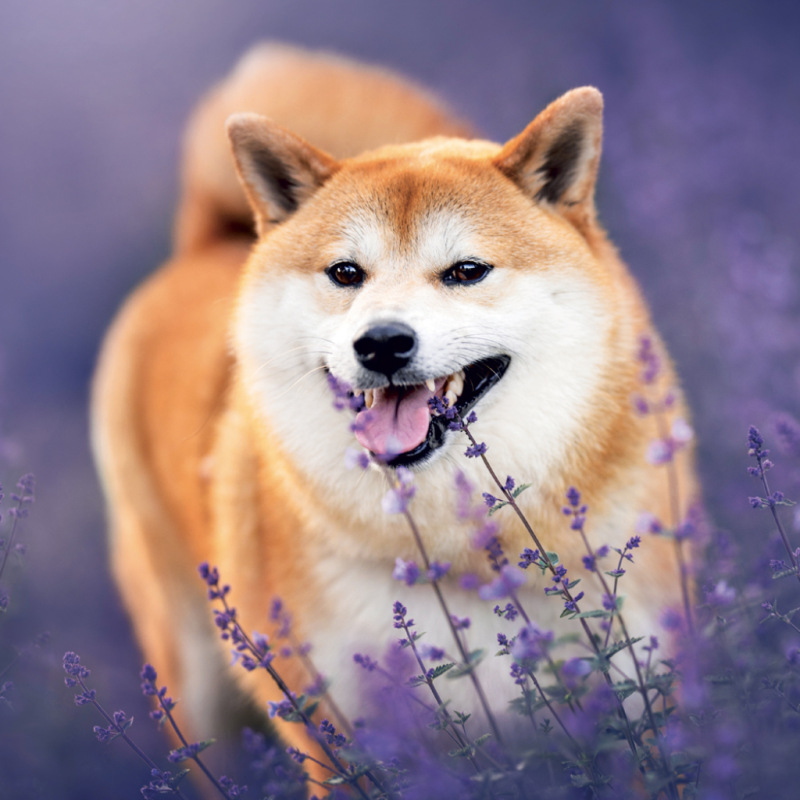 NOTIQUE Poznámkový kalendár Happy Doge 2027, 30 x 30 cm 8