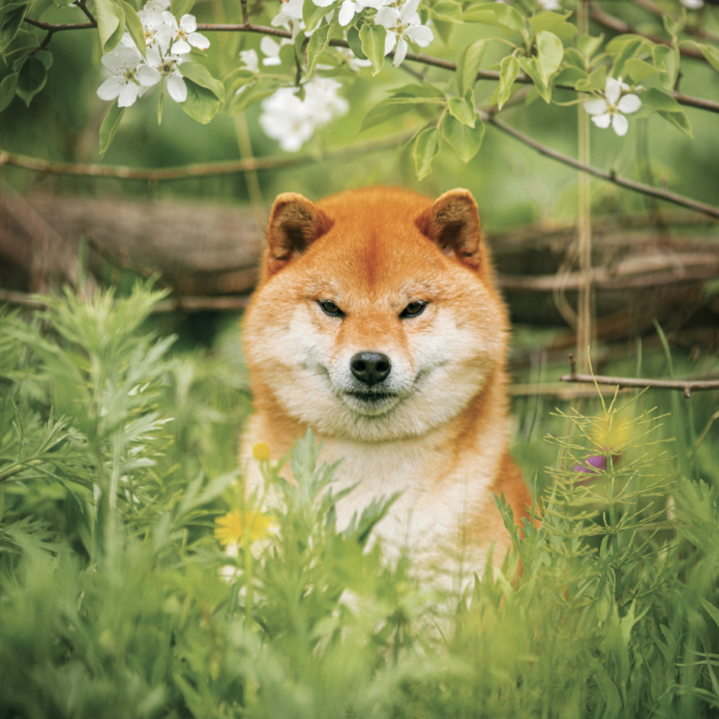 NOTIQUE Poznámkový kalendár Happy Doge 2027, 30 x 30 cm 4