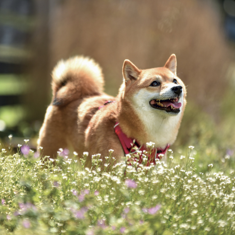 NOTIQUE Poznámkový kalendár Happy Doge 2027, 30 x 30 cm 6