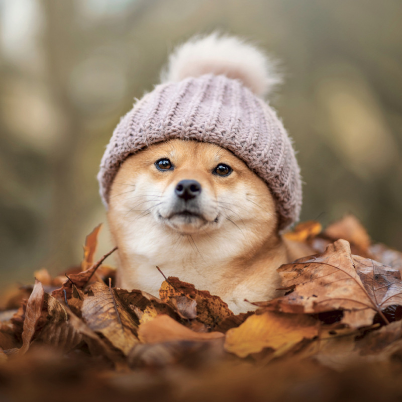 NOTIQUE Poznámkový kalendár Happy Doge 2027, 30 x 30 cm 11