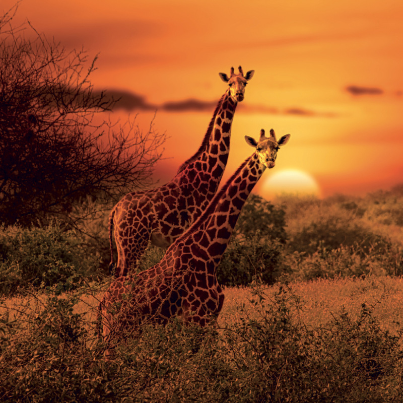 NOTIQUE Grid calendar Wild Animals 2027, 30 x 30 cm 12
