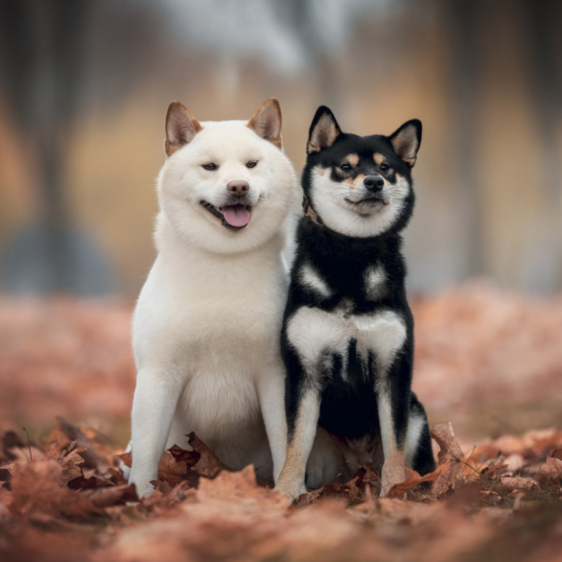 NOTIQUE Poznámkový kalendár Happy Doge 2027, 30 x 30 cm 2