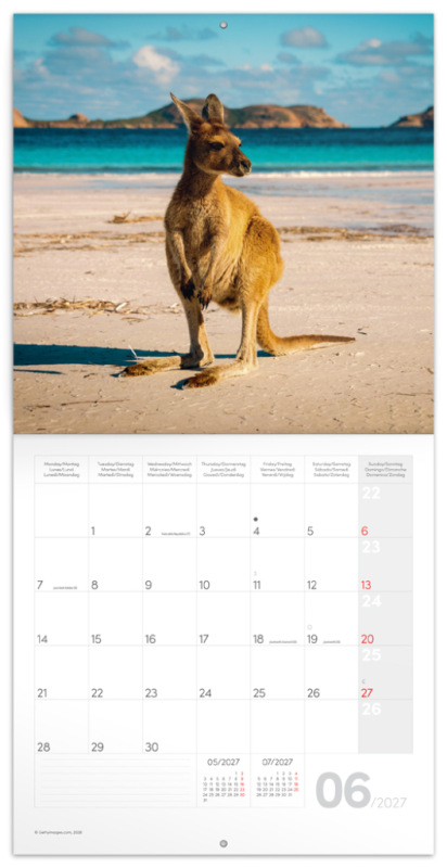 NOTIQUE Grid calendar Wild Animals 2027, 30 x 30 cm 1