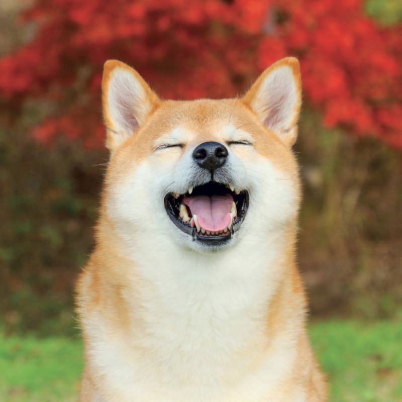 NOTIQUE Poznámkový kalendár Happy Doge 2027, 30 x 30 cm 9