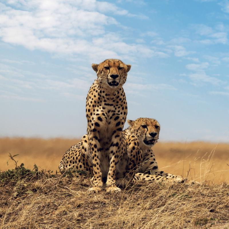 NOTIQUE Grid calendar Wild Animals 2027, 30 x 30 cm 8