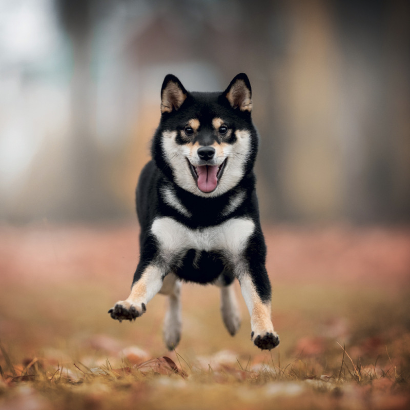 NOTIQUE Poznámkový kalendár Happy Doge 2027, 30 x 30 cm 12