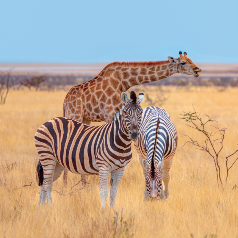 NOTIQUE Grid calendar Wild Animals 2027, 30 x 30 cm 10